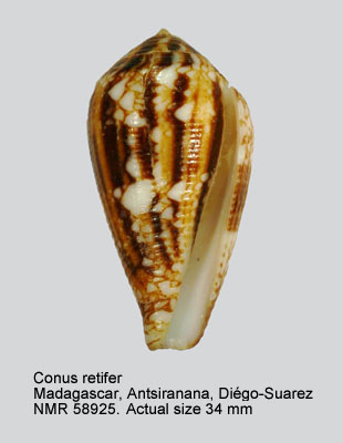 Conus retifer.jpg - Conus retiferMenke,1829